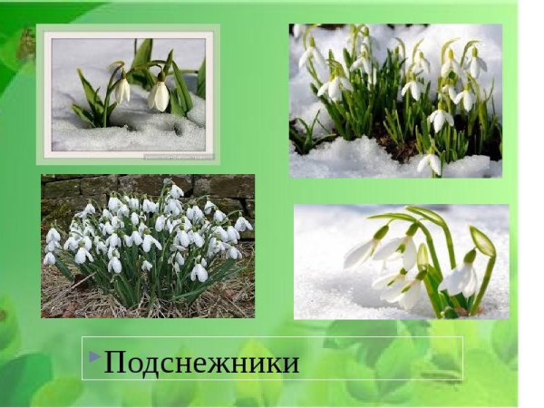 Презентация на тему первые весенние цветы