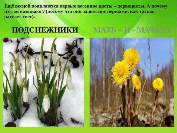 Первоцветы подснежники мать и мачеха