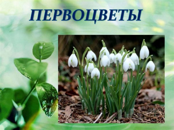 Тема недели весенние цветы