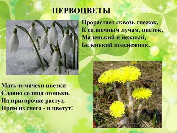 Первоцветы подснежники мать и мачеха