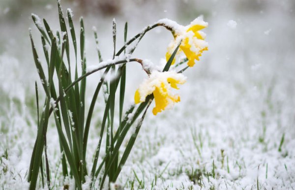 Капризы природы весной