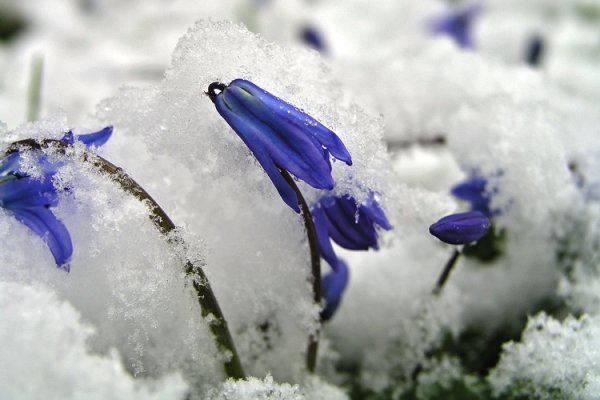 Весна под снегом