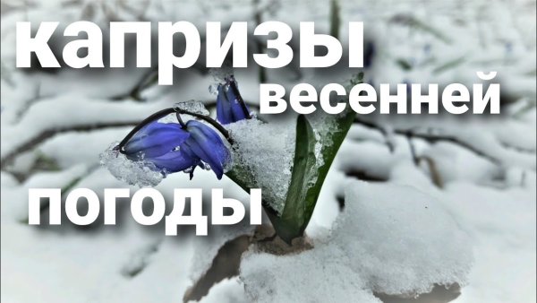 Голубые подснежники в снегу