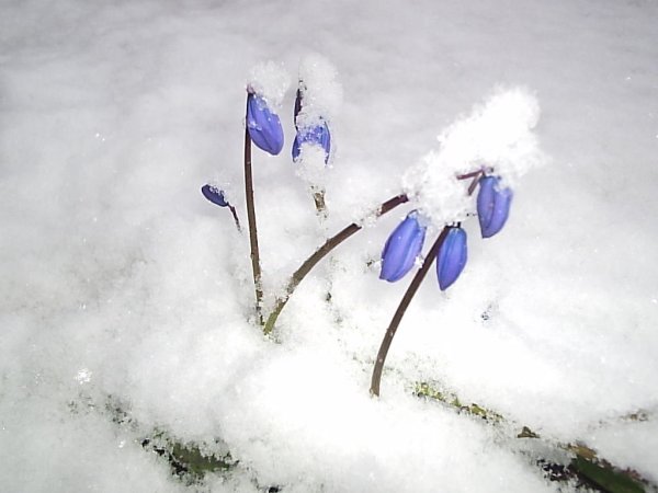 Наступила Весна