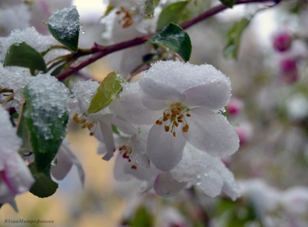 Первоцветы пролеска снег