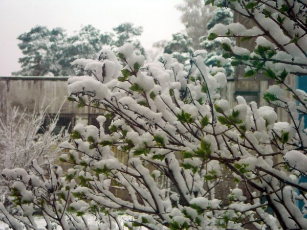 Почки деревьев зимой
