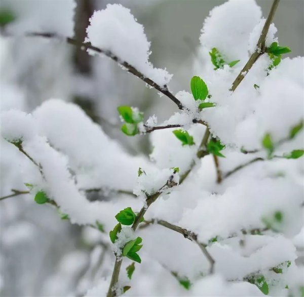 Открытки снег в апреле