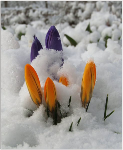Крокусы в снегу
