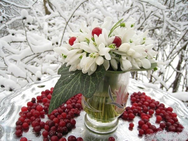 Подснежники под снегом