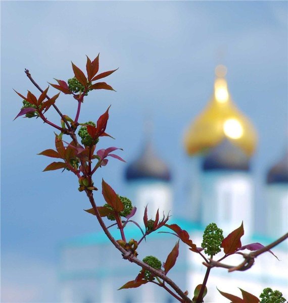 Смоленский собор и сирень