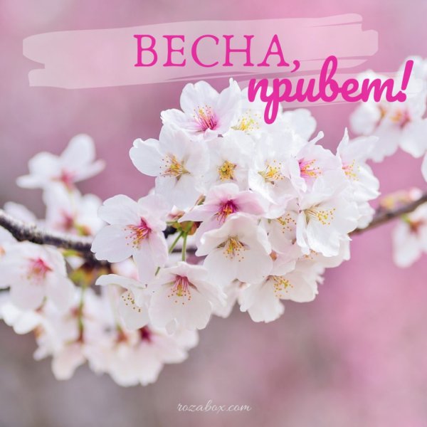 Весны вам ласковой и нежной счастливых дней и радостной мечты