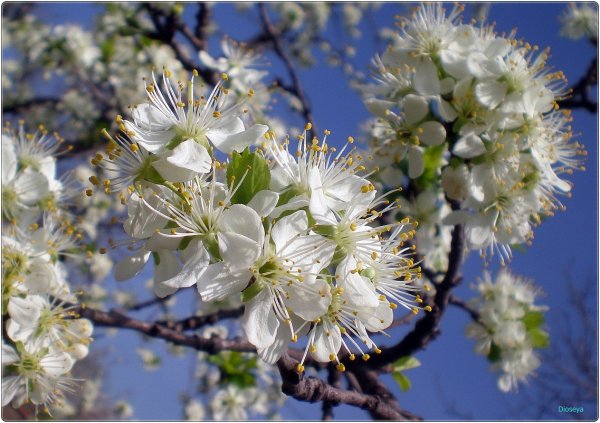 Привет, Весна!