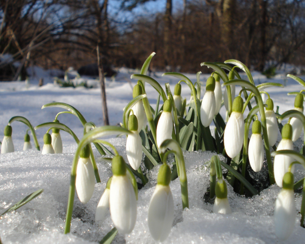 Февраль почти Весна