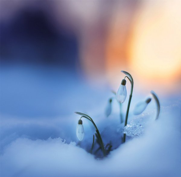 Коваль подснежники