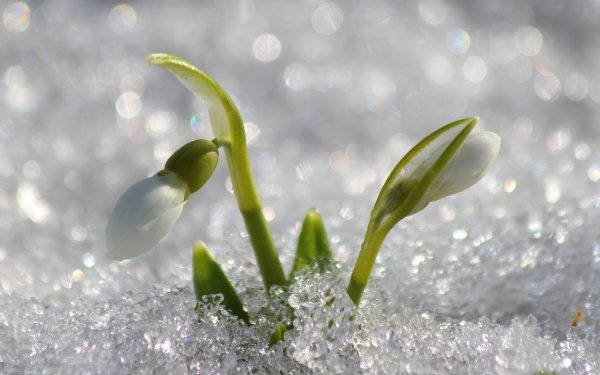 Крокусы в снегу