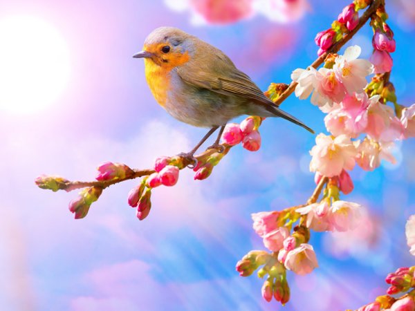 С добрым утром Весна