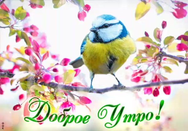 Открытки с добрым утром с птичками