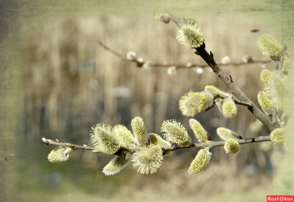Открытки Весна и Весеннее настроение