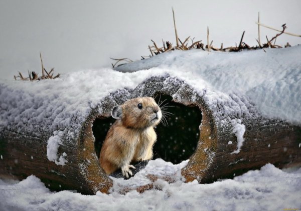 Кошка Весна