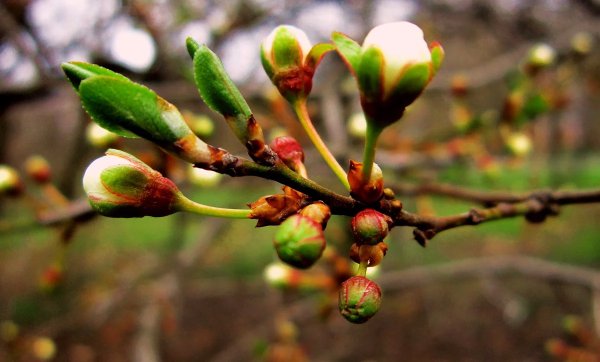 Набухают почки на деревьях