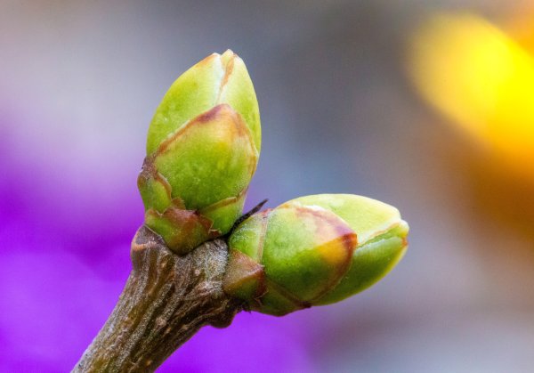 Сирень обыкновенная почки