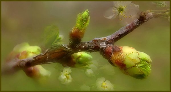 Распускание почек