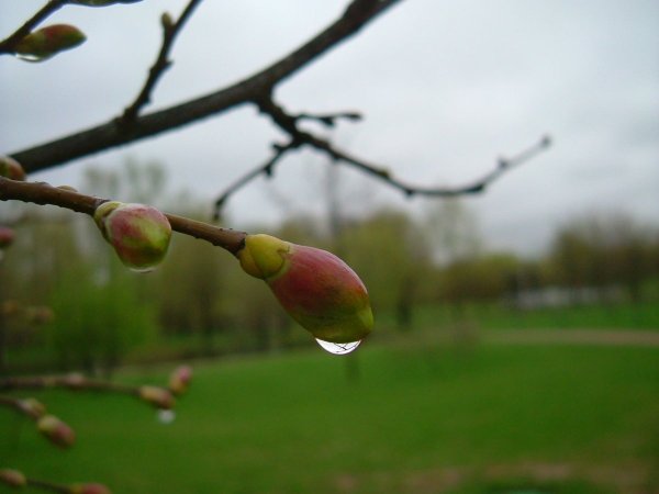 Весна набухают почки