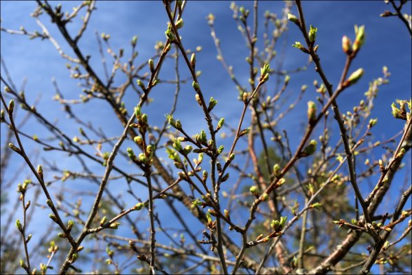 Почки на деревьях весной