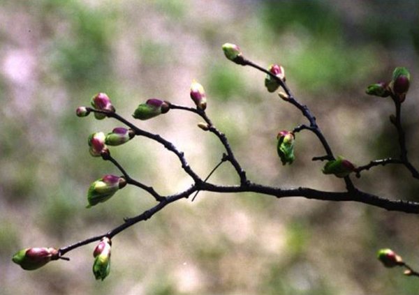 Веточка с почками