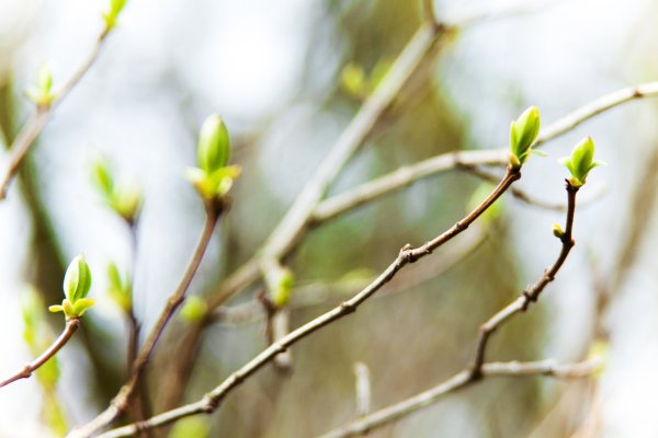 Весна почки на деревьях