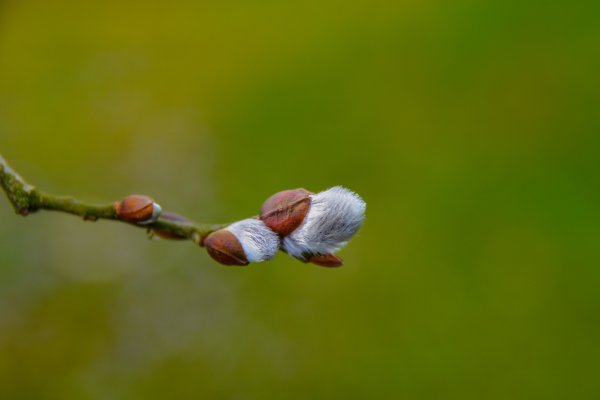 Весна почки на деревьях