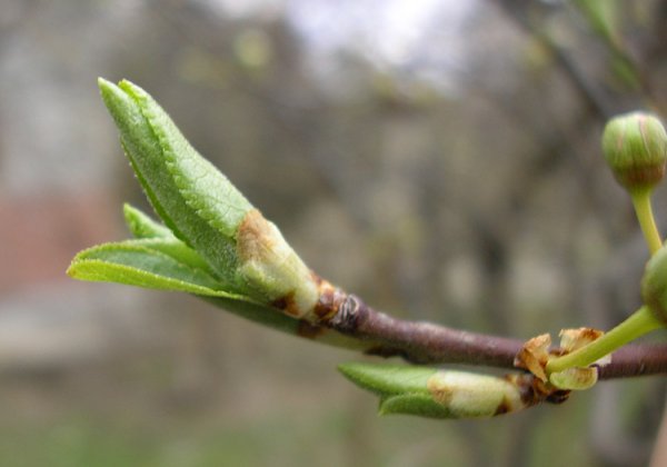 Яблоня Лесная почки