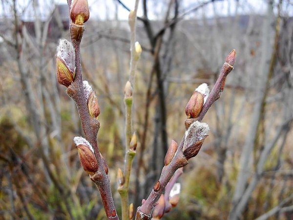 Распускание почек на деревьях