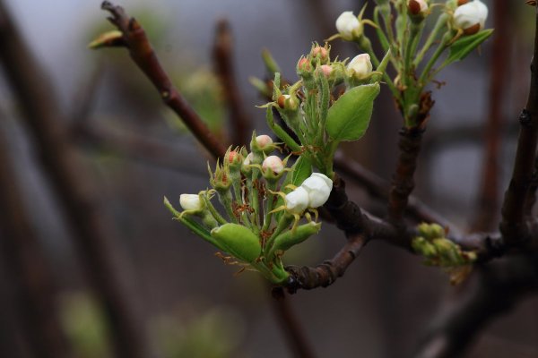 Весна почки распускаются