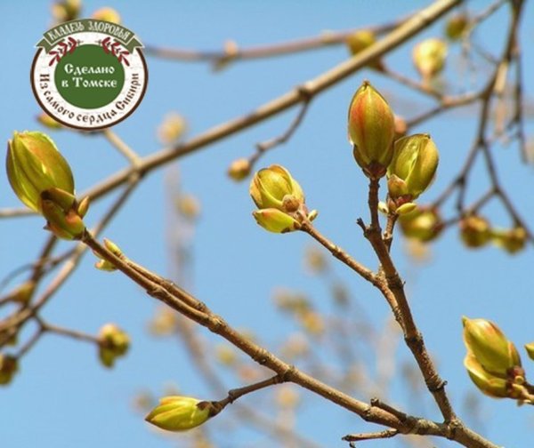 Липа почки весной