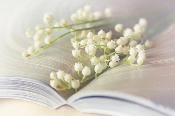 Нежный фон книги