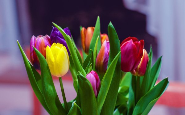 Фловерс Flowers цветы тюльпаны
