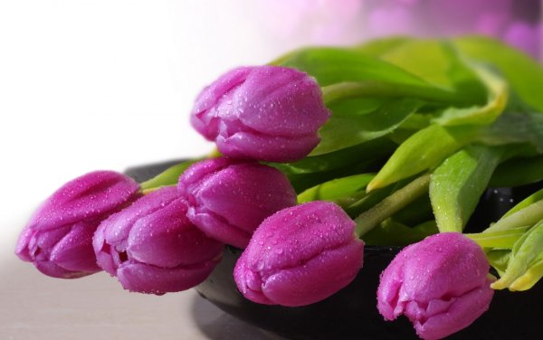 Голландия мельницы и тюльпаны