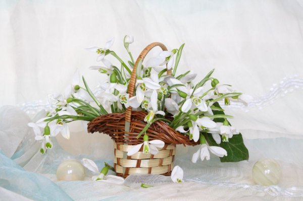 Подснежники натюрморт