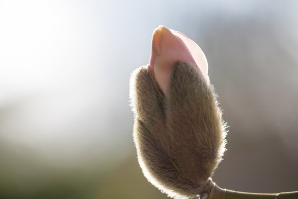 Весна на носу мышка