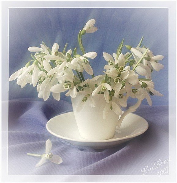 Доброе утро стподснежниками