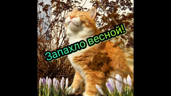 Бабочка на носу