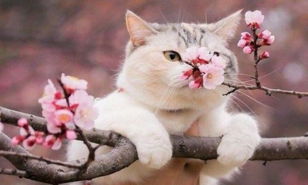 Цветы и животные