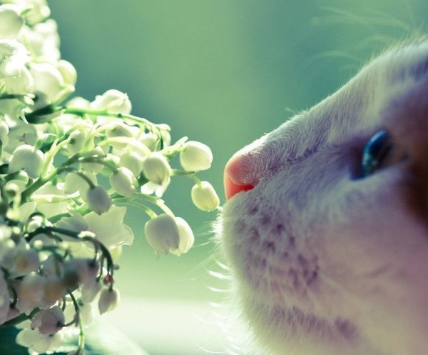 Акита ину весной