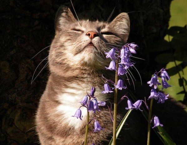 Кот ждет весну