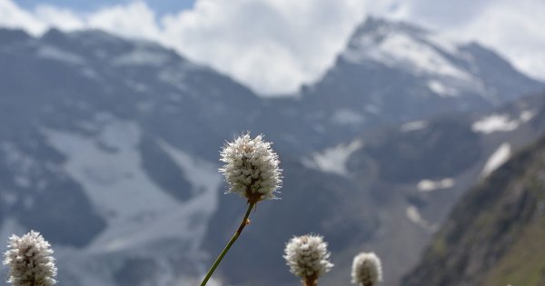 Горные цветы Памира
