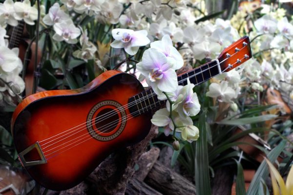Гитара и цветы весной