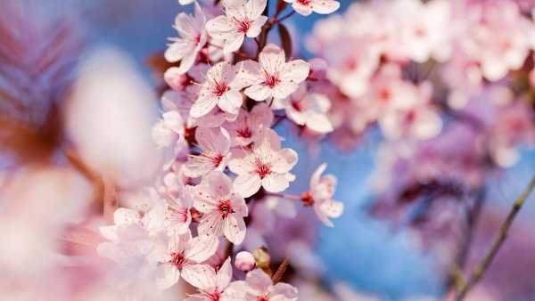 Весна цветы макро