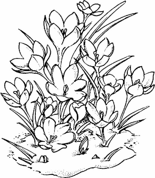 Раскраска. Весна