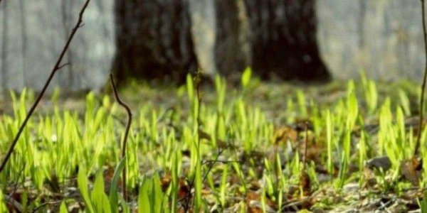 Трава весной